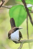 White-breasted Thrasher